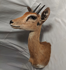 Превью Голова антилопы Стенбок