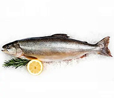 Голец свежемороженый блочной заморозки вылов 2025г