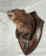 Бобр с лапами на медальоне