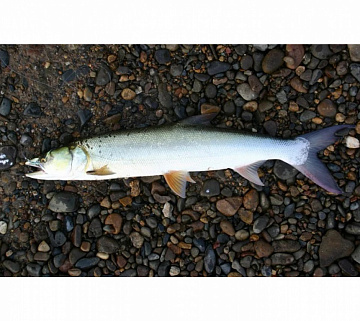 Желтощек 14 кг Фото Желтощек 14 кг