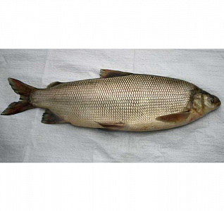 Превью Чир свежемороженый не потрошёный 0,5-1 кг