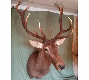 Голова благородного оленя Фото Голова благородного оленя