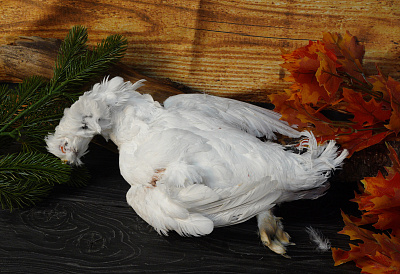 Превью Куропатка полярная в пере свежемороженая