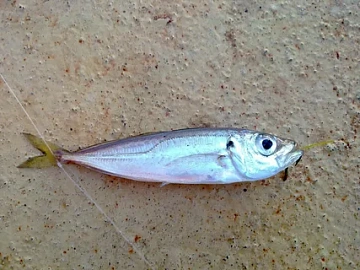 Ставридка черноморская 10-15 Фото Ставридка черноморская 10-15