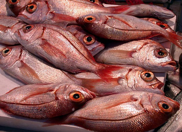 Дорадо розовый дикий (Зубан) 300-500 Фото Дорадо розовый дикий (Зубан) 300-500