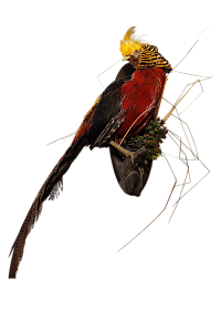 Превью Золотой фазан на медальоне