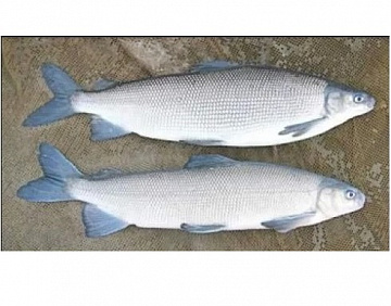 Чир свежемороженый не потрошёный 0,5-1 кг Фото Чир свежемороженый не потрошёный 0,5-1 кг