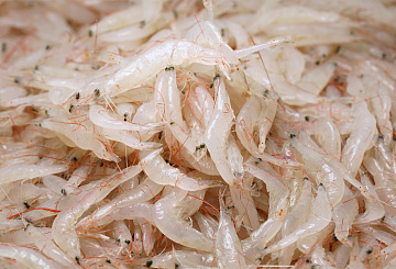 Криль свежемороженый Фото Криль свежемороженый