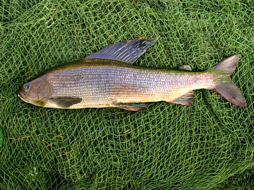 Хариус свежемороженый (200-700 грамм) Фото Хариус свежемороженый (200-700 грамм)