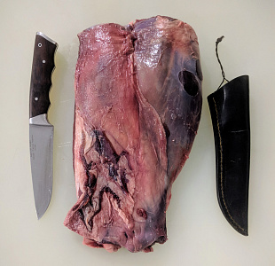 Превью Лопатка европейского благородного оленя без кости