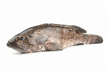 Рыба групер GROUPER (EPINEPHELUS SPP) целая, непотрошеная с/м Фото Рыба групер GROUPER (EPINEPHELUS SPP) целая, непотрошеная с/м
