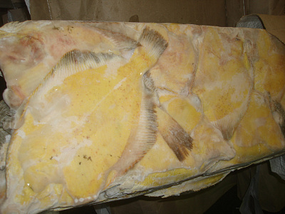 Превью Камбала желтобрюхая ПБГ