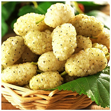 Шелковица свежемороженая белая Фото Шелковица свежемороженая белая