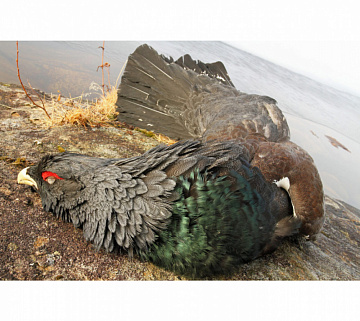 Глухарь (в пере) Фото Глухарь (в пере)