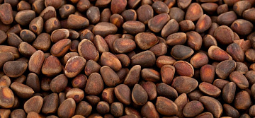 Ядро кедрового ореха (неочищенное) Фото Ядро кедрового ореха (неочищенное)