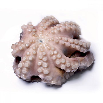 Осьминог  Марокко свежемороженый 1-2 кг Фото Осьминог  Марокко свежемороженый 1-2 кг