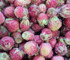 Клубника дикая , луговая свежемороженая