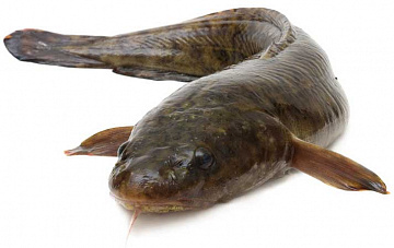 Налим свежемороженый (1-5кг) Фото Налим свежемороженый (1-5кг)