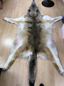 Превью Шкура волка (Пермьский)