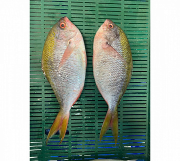 Дорадо дикий желтохвостый (Фузилер) Фото Дорадо дикий желтохвостый (Фузилер)