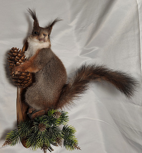 Превью Белка на медальоне с шишкой