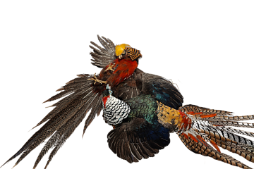 Композиция дерущиеся фазаны Фото Композиция дерущиеся фазаны