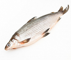 Омуль свежемороженый 1.2-1,6 кг лето 2025г
