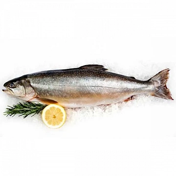 Голец свежемороженый 0.6-1.2 кг Фото Голец свежемороженый 0.6-1.2 кг