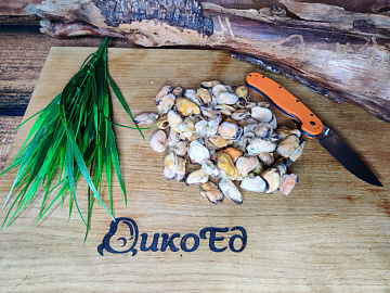 Мидии очищенные варено-мороженые 1 кг (100/200) Фото Мидии очищенные варено-мороженые 1 кг (100/200)