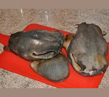 Губа европейского благородного оленя Фото Губа европейского благородного оленя