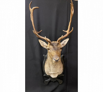 Голова лани без медальона Фото Голова лани без медальона