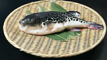 Фугу свежезамороженная Фото Фугу свежезамороженная