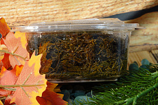 Морской виноград сахалинский