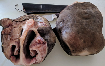 Превью Губа лося очищенная