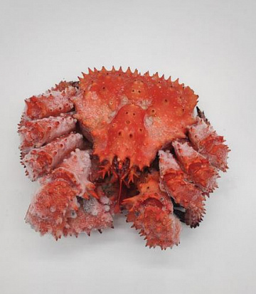 Краб варено-мороженный (целый) Фото Краб варено-мороженный (целый)