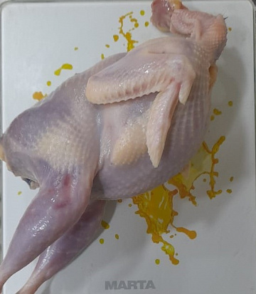 Серая куропатка вольерная Фото Серая куропатка вольерная