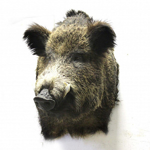 Превью Голова большого кабана