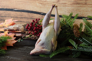 Фото Фазан вольерный 0.8-1.4 кг