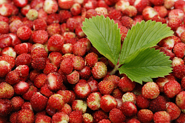 Клубника дикая луговая свежемороженая (4кг коробка) Фото Клубника дикая луговая свежемороженая (4кг коробка)