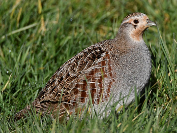 Серая куропатка в пере 300 г Фото Серая куропатка в пере 300 г