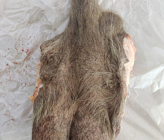 Половой орган самца лося