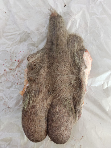 Половой орган самца лося Фото Половой орган самца лося