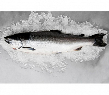 Горбуша свежемороженая непотрошеная 0.8-1,8 кг Фото Горбуша свежемороженая непотрошеная 0.8-1,8 кг