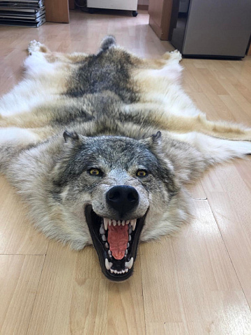 Шкура волка (Пермьский) Фото Шкура волка (Пермьский)