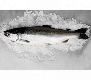 Горбуша свежемороженая непотрошеная 1,8-3 кг Фото Горбуша свежемороженая непотрошеная 1,8-3 кг