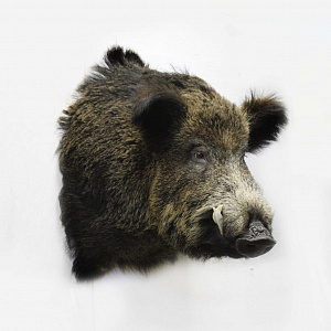 Превью Голова большого кабана