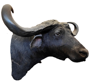 Голова буйвола Фото Голова буйвола