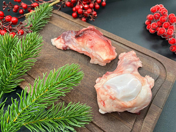 Коленная чашечка медведя  Фото Коленная чашечка медведя