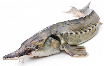 Стерлядь 1,5-2,5 кг непотрошеная аквакультура (свежемороженая) Фото Стерлядь 1,5-2,5 кг непотрошеная аквакультура (свежемороженая)